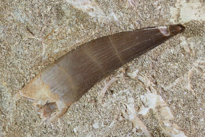 Fossil Plesiosaur (Zarafasaura) Tooth In Rock - Morocco #73614
